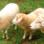 Vivendo e aprendendo: Roteiros de Agroturismo em Gramado Vivendo e aprendendo: Roteiros de Agroturismo em Gramado