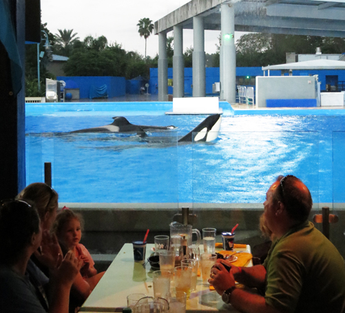 Dine with Shamu: pertinho das orcas. Foto: GC/Blog Vambora!
