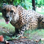 Vivendo e aprendendo: TOP 5 Montanhas Russas do Busch Gardens! Vivendo e aprendendo: TOP 5 Montanhas Russas do Busch Gardens!