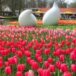 Relato de viagem: Keukenhof – Todas as dicas para visitar o incrível parque das flores na Holanda Relato de viagem: Keukenhof – Todas as dicas para visitar o incrível parque das flores na Holanda
