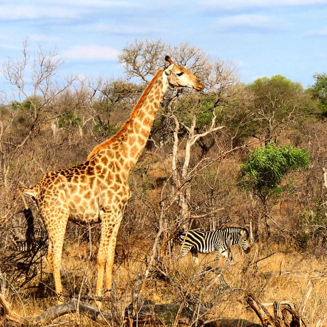 Safari na Africa do Sul
