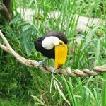 Lugares improváveis: Gramado Zoo – Veja como visitar o Zoológico de Gramado