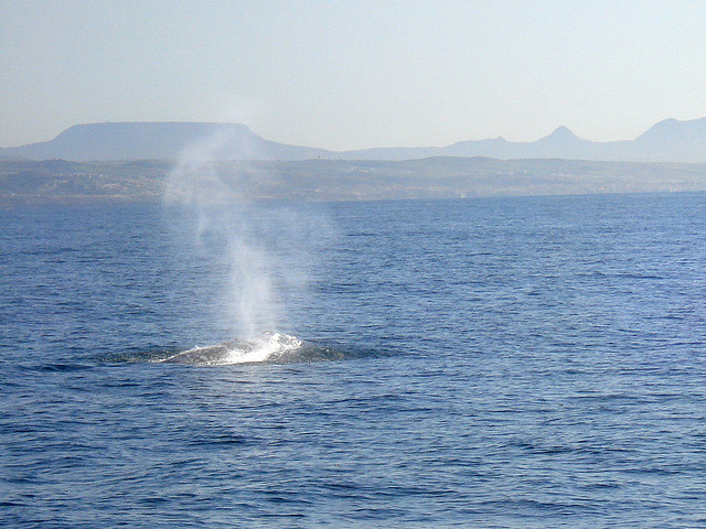 Baleias em San Diego