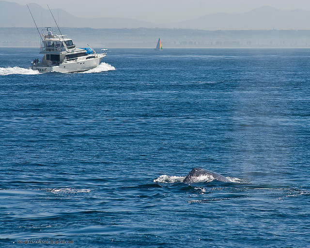 whale watching em san diego