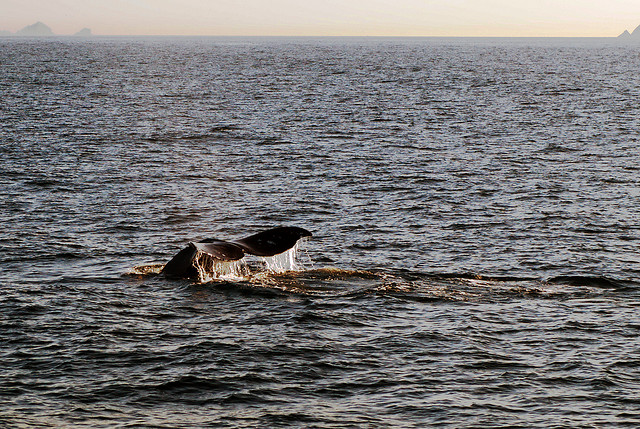 Baleia em San Diego Califórnia