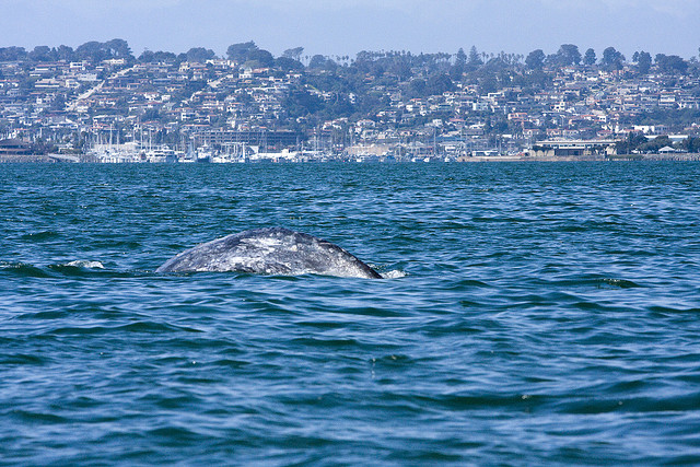 whale watching em san diego. Foto: Port of San Diego, Flickr