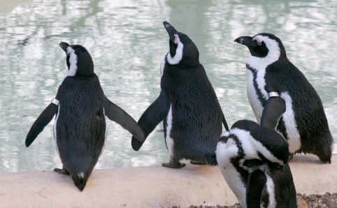 Zoologico de Londres