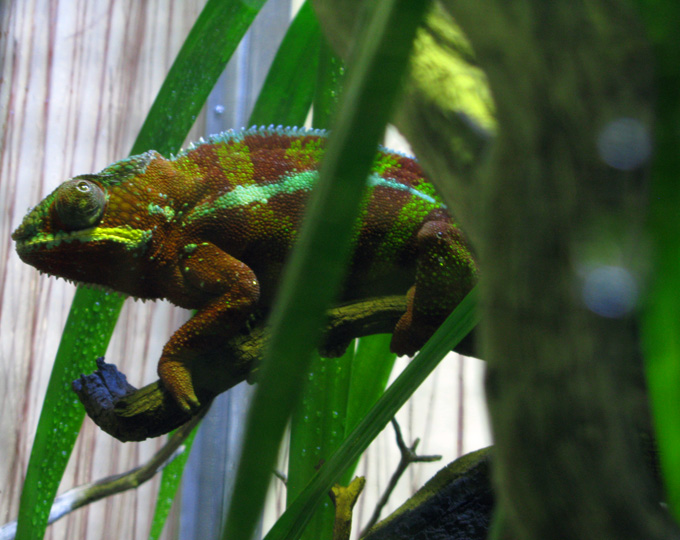 California Academy of Sciences