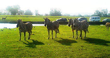 Pampas Safari