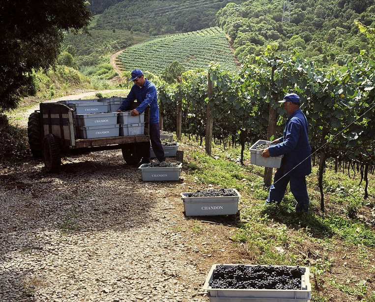 Colheita Uvas no Rio Grande do Sul