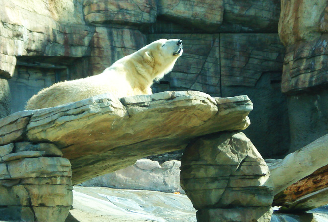 Ursos Polares no San Diego Zoo