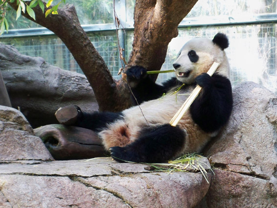 Urso Panda no San Diego Zoo