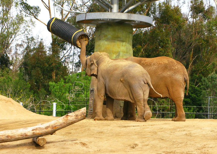 Elefantes no Zoologico de San Diego