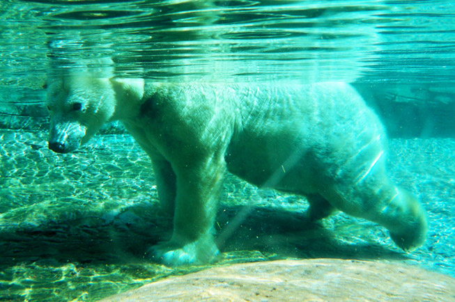Urso Polar no San Diego Zoo