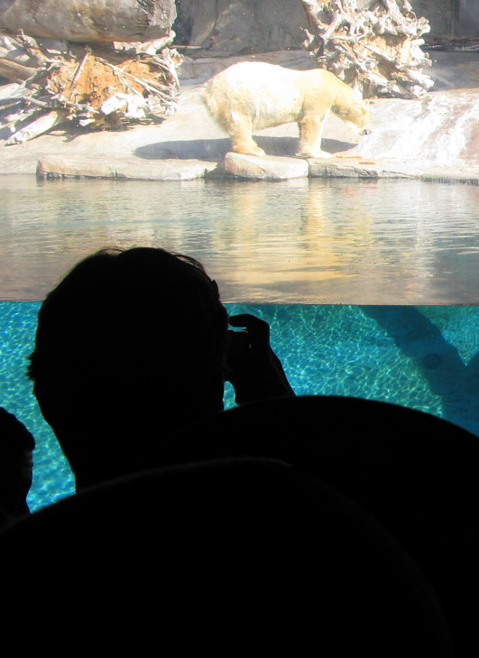 Área dos Ursos Polares no San Diego Zoo