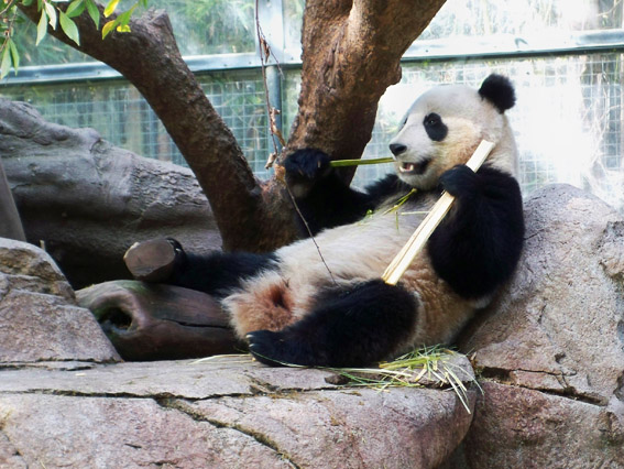 Sucesso mais surpreendente: San Diego Zoo. Foto: GC/Blog Vambora