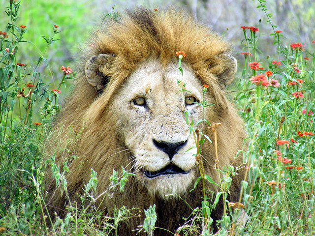 Safari Africa do sul Safari Africa do sul. Foto: David Berkowitz, Flickr