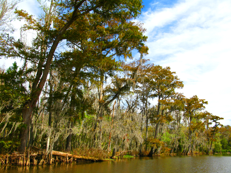 Região dos swamps. Foto: GC/Blog Vambora!