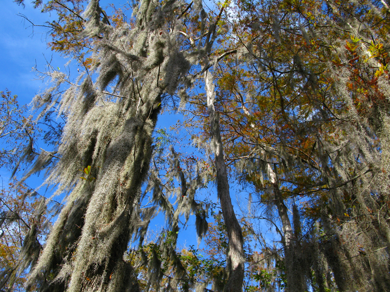 Vegetação pântano Louisiana. Foto: GC/Blog Vambora!