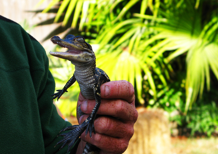 Filhote de Alligator.Foto: GC/ Blog Vambora!