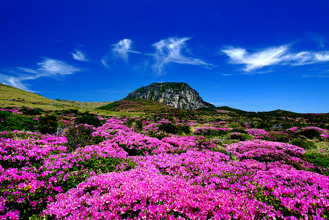 JejuIsland_KOREA.NET - Official page of the Republic of Korea Jeju Island, na Coréia do Sul. Foto: Flickr, KOREA.NET-Official-page-of-the-Republic-of-Korea