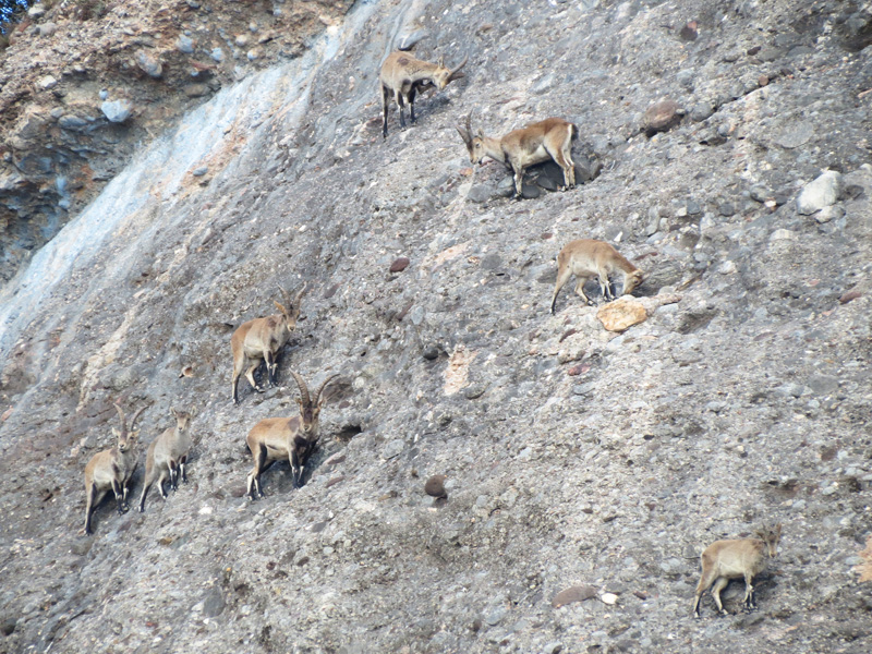 Cabras Selvagens. Foto: GC/Blog Vambora!