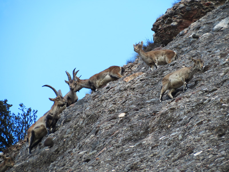 Animais em Montserrat Animais em Montserrat Foto: GC/Blog Vambora!