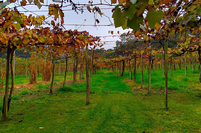 Tour Quadrilho em Gramado