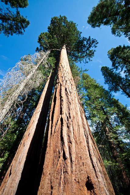 Sequóias gigantes do Yosemite Park. Foto: gematrium, Flickr