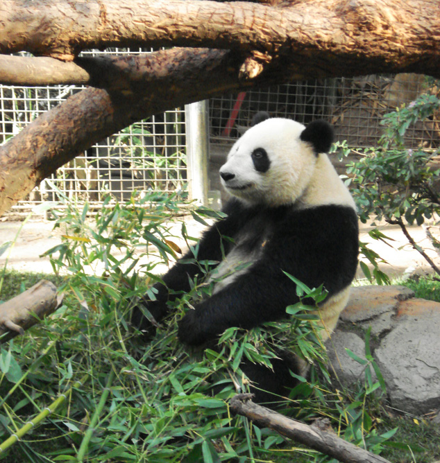 Pandas do San Diego Zoo. Foto: AdrB/Blog Vambora!