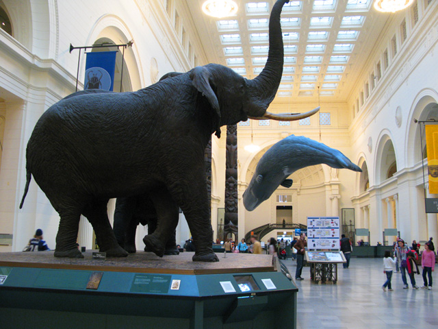 Field Museum, em Chicago. Foto: GC/Blog Vambora!