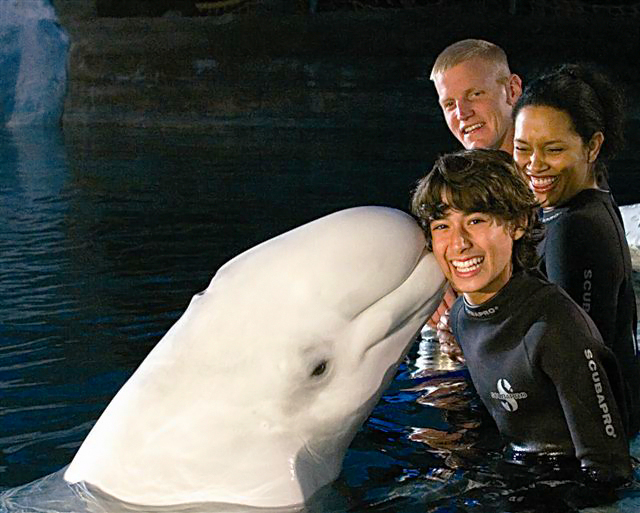 Beluga Interaction SeaWorld Park Orlando. Foto: Divulgação