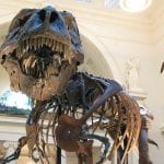 Lugares improváveis: De Dinossauros a Naves Espaciais – Museus em Chicago para se conhecer