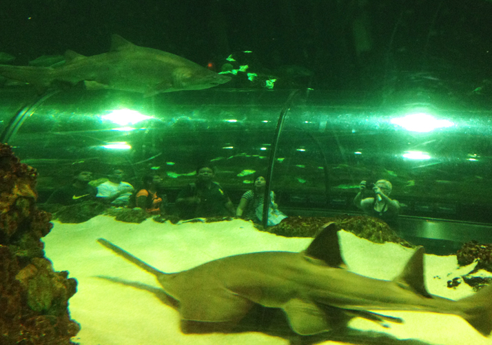 Shark Encounter SeaWorld Park Orlando. Foto: GC/Blog Vambora!