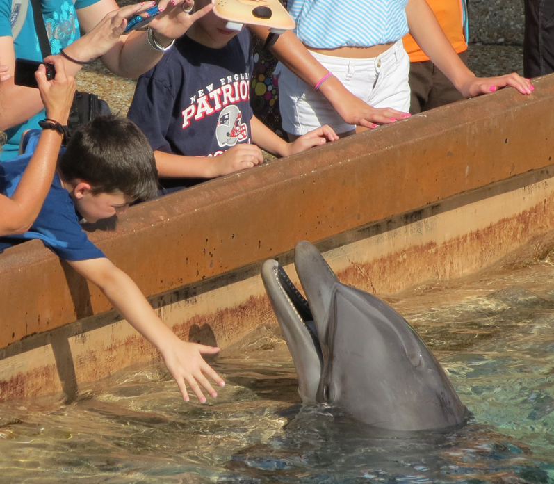 Dolphin Cove SeaWorld Park Orlando. Foto: GC/Blog Vambora!