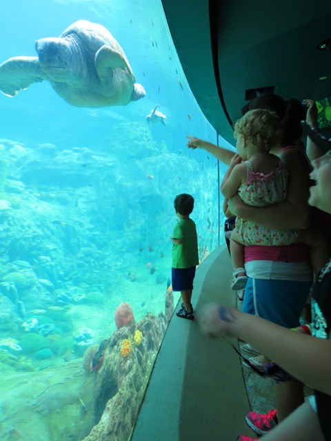TurtleTrek SeaWorld Park Orlando. Foto: GC/Blog Vambora!