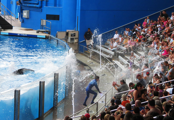 Água neles Shamu! Quem senta perto do tanque vai se molhar! Foto: GC/Blog Vambora!