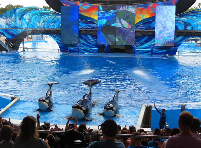 One Ocean: um dos shows do SeaWorld Orlando. Foto: GC/Blog Vambora!