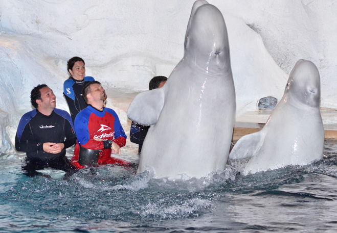 Belugas no SeaWorld Park Orlando. Foto: SeaWorldParks