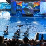 Vivendo e aprendendo: Os melhores shows do SeaWorld Orlando