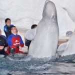 Relato de viagem: SeaWorld Park Animal! Atrações para interagir com os animais