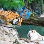 Relato de Viagem: Busch Gardens – Porque vale muito a pena ir até Tampa! Busch Gardens