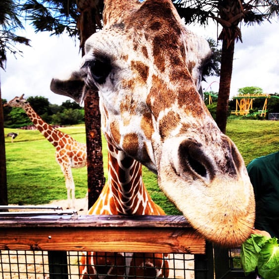 Girafa Busch Gardens