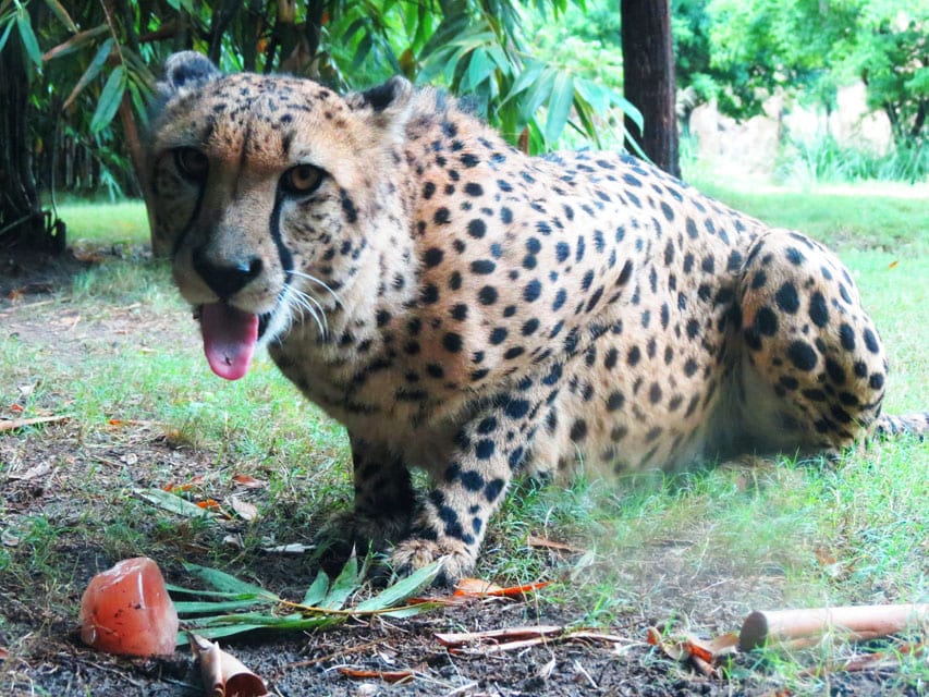 guepardo busch gardens