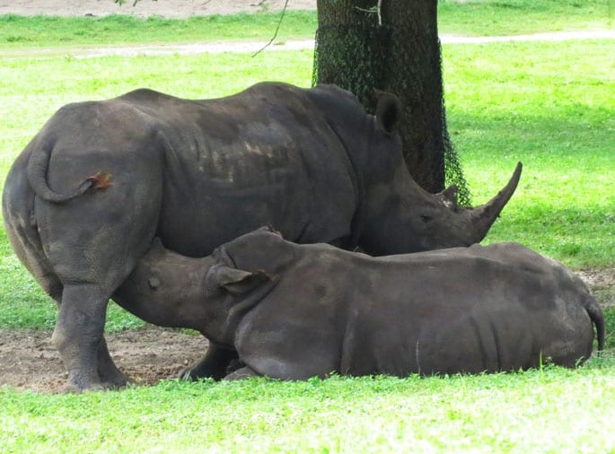 Rinocerontes Busch Gardens