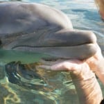 Relato de Viagem: Nadando com Golfinhos no Discovery Cove, em Orlando Golfinho, Discovery cove, Orlando