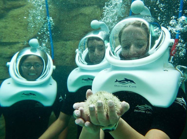 discovery cove, seaventure