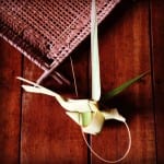 Próxima viagem: Amazonas – O que vem por aí Juma Lodge