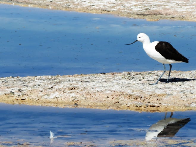 Pássaros Lagoa Chaxa Atacama