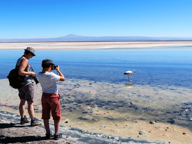 Flamingos Salar do Atacama